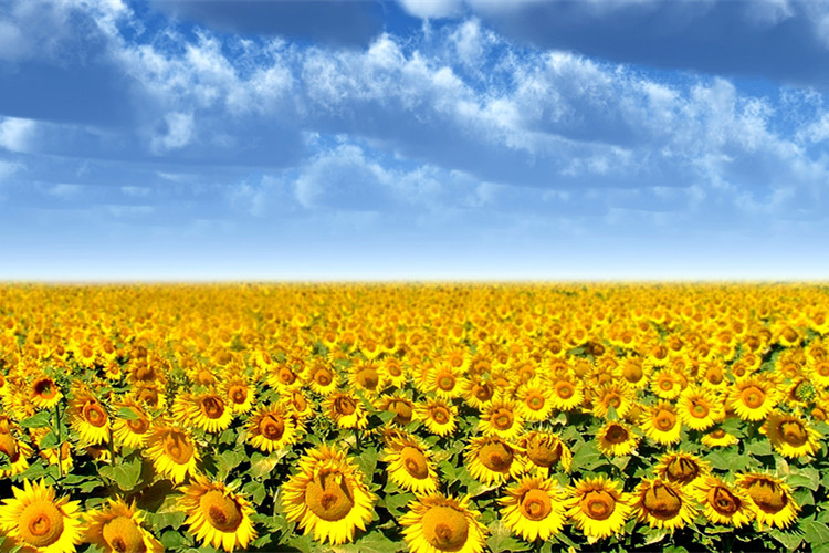 金華專升本難不難？