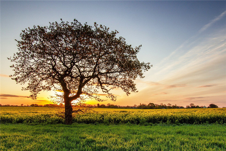 北京交通大學(xué)能不能專升本？要什么條件？