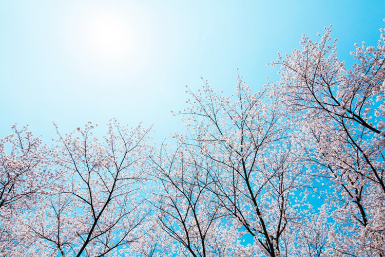 華中師范大學的英語專業(yè)專升本怎么樣？