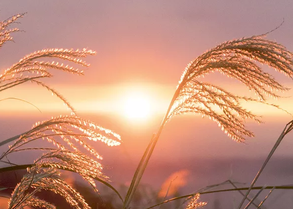 英語四六級，中國文化特色詞匯翻譯