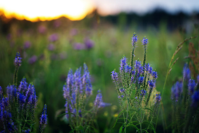 定西專升本教育培訓(xùn)機(jī)構(gòu)名單是什么？哪家機(jī)構(gòu)靠譜？