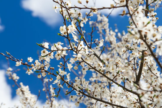 四川大學專升本網(wǎng)絡教育畢業(yè)有哪些條件？