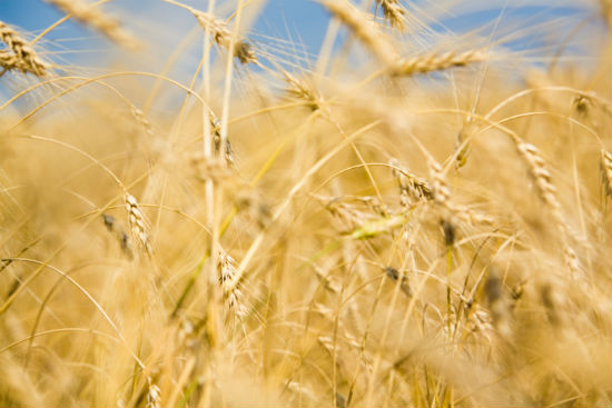 軟件工程專升本考生報名需要交多少錢的學費？怎么交學費？