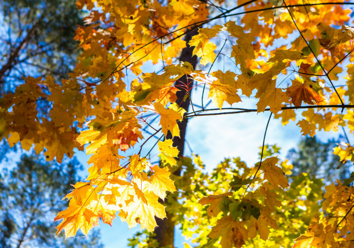 生物科學(xué)專升本什么時(shí)候能畢業(yè)?