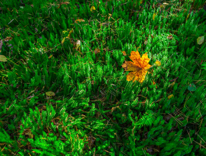 石油化工技術專升本畢業(yè)需要多久？