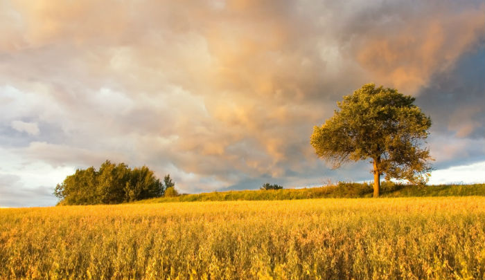 新鄉(xiāng)網(wǎng)絡(luò)教育專科升本科招生報考條件