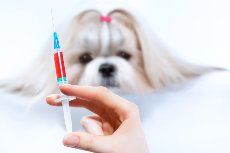 動(dòng)物醫(yī)學(xué)網(wǎng)絡(luò)教育大學(xué)有哪些？