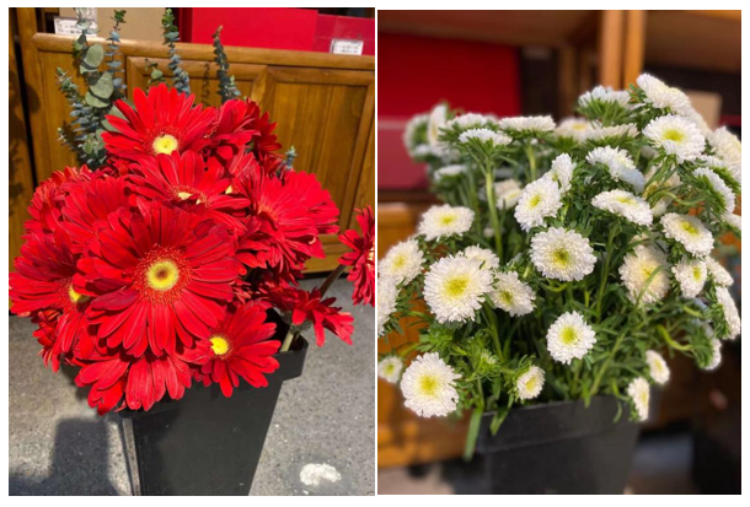 濟(jì)南直屬 | 璀璨花香，芳華綻放